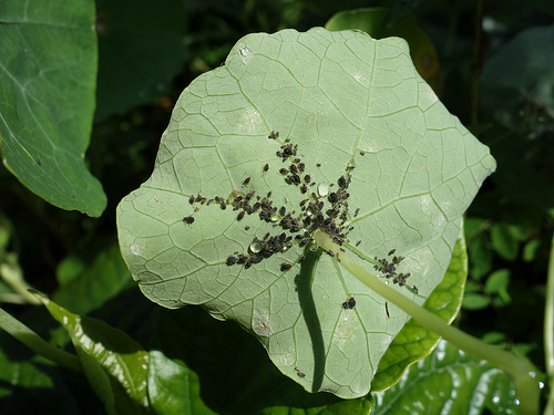 Annexe capucine 1.jpg