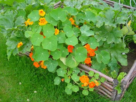 Annexe capucine 2.jpg