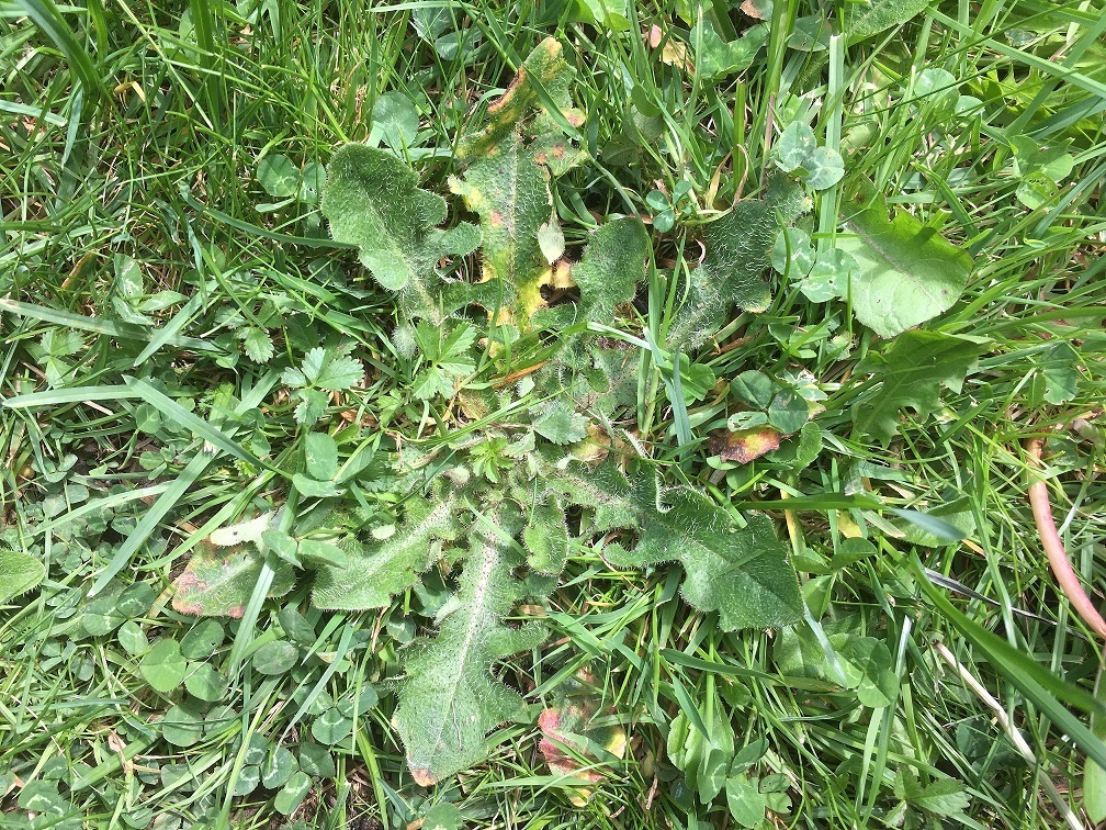 Annexe pissenlit.jpg