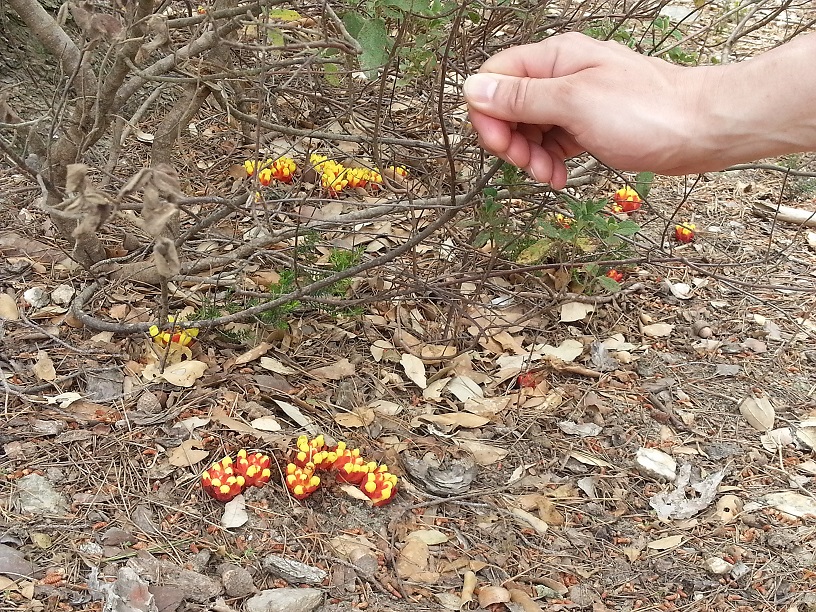 Annexe cytinet 1.jpg