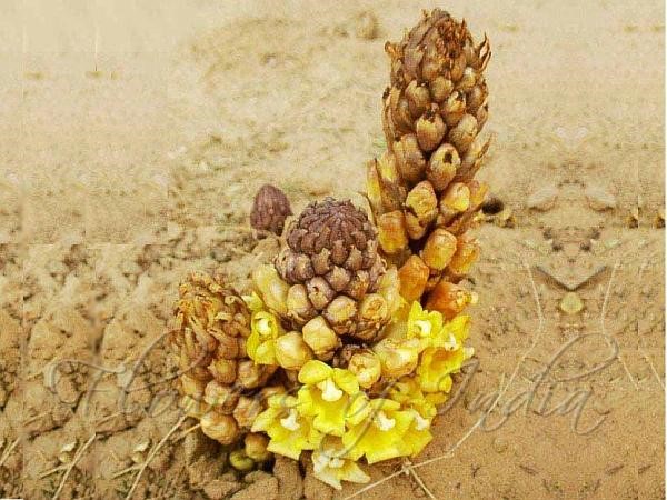 Annexe Citanche tubulosa.jpg