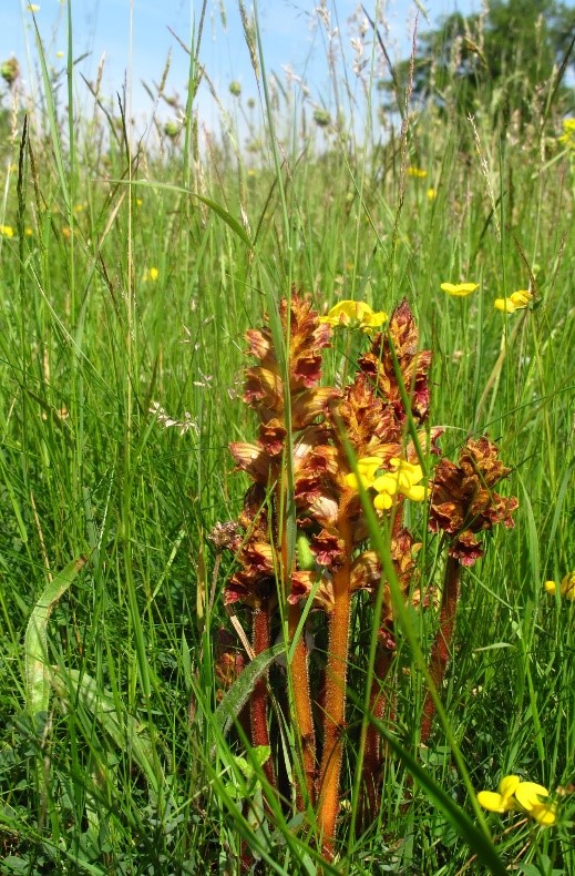 Annexe orobranche gracilis.jpg