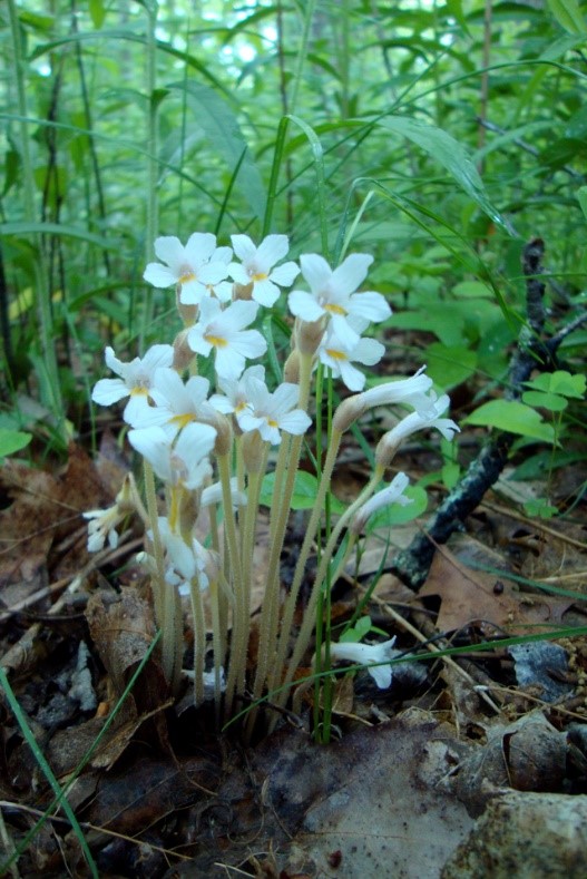 Annexe orobranche uniflora.jpg