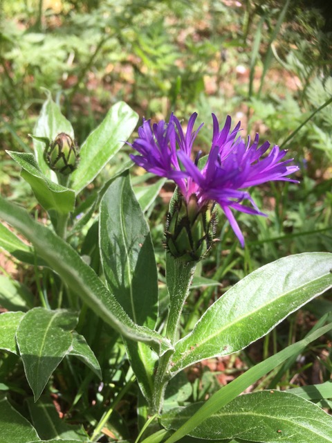 Annexe IMG_3781.jpeg