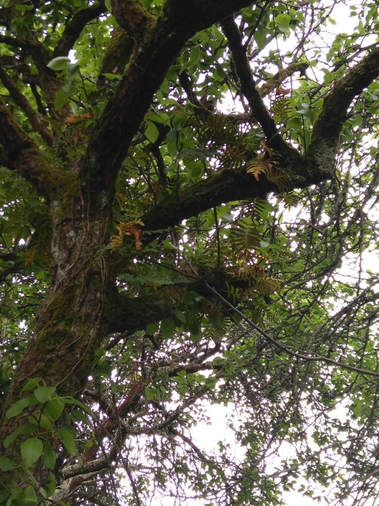 Annexe FougerePoirier.jpg