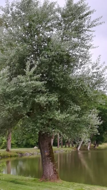 Annexe arbre et parasitisme.jpg