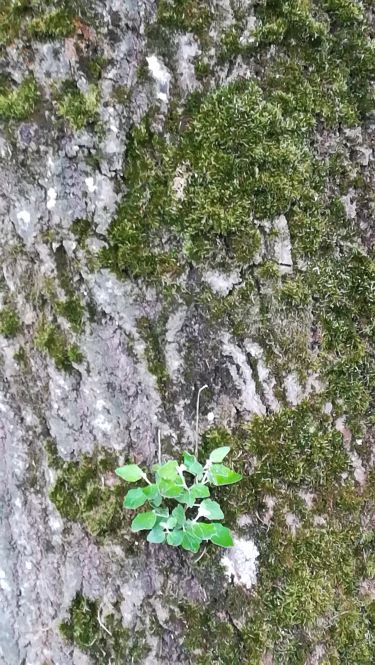 Annexe arbre et parasitisme2.jpg