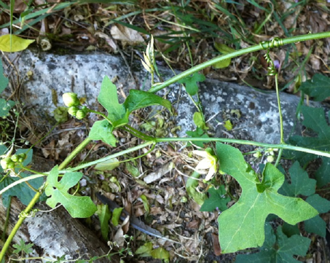 Annexe Bryone sur glycine.jpg