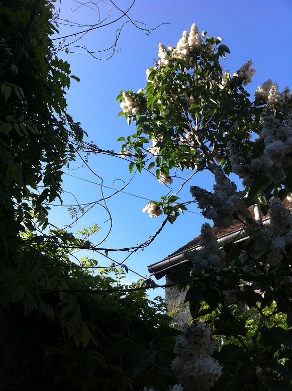 Annexe Glycine sur lilas.jpg