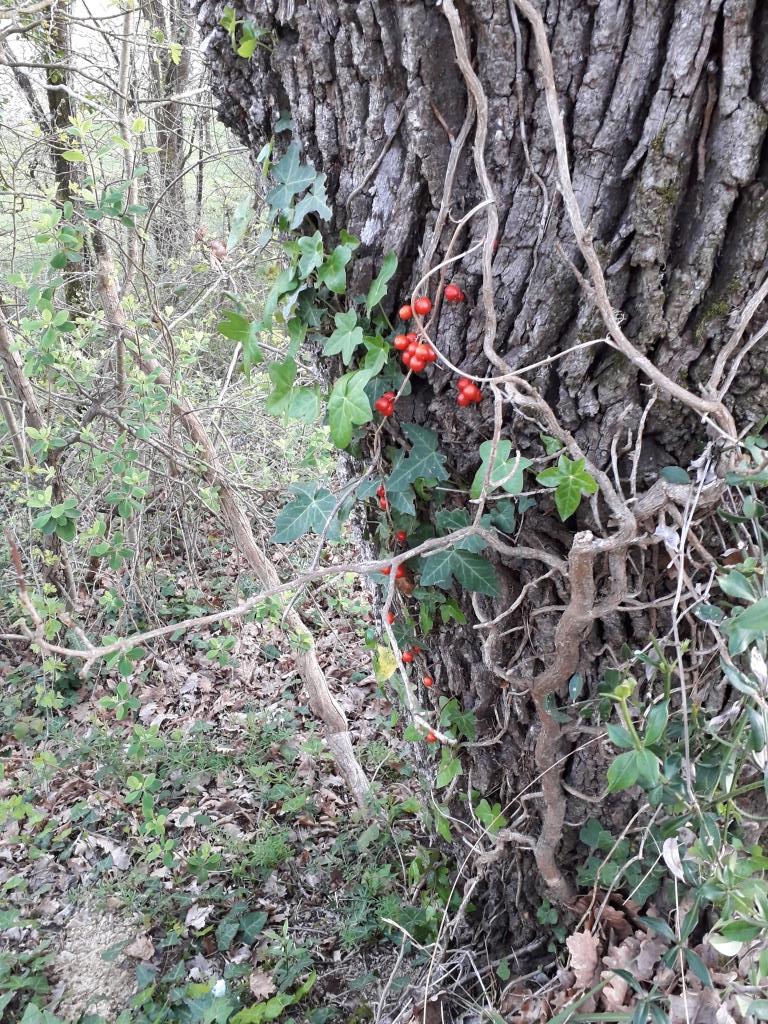 Annexe Bryonia cretica L Cucurbitaceae1.jpg