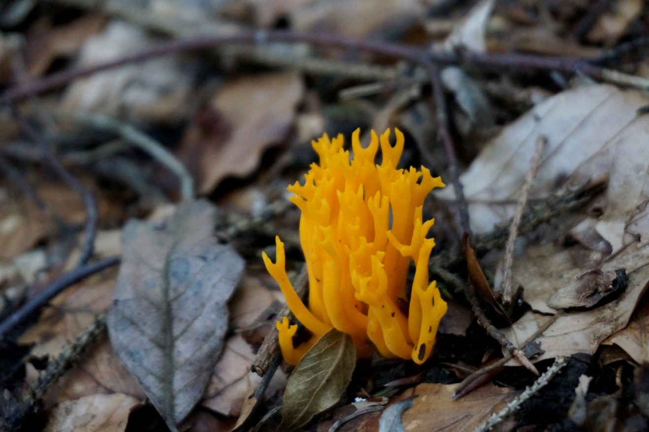 Annexe Clavaire élégante.jpg