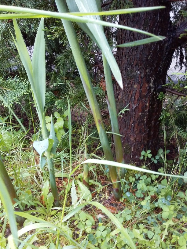 Annexe thuya et bambous.jpg