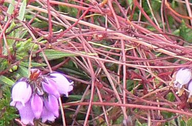 Annexe Cuscute Cap de la Chèvre.JPG