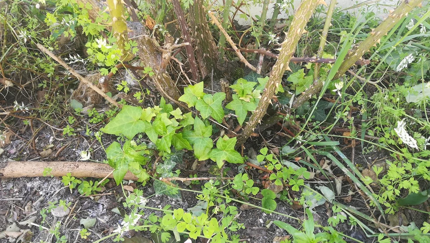 Annexe lierrerose.jpg