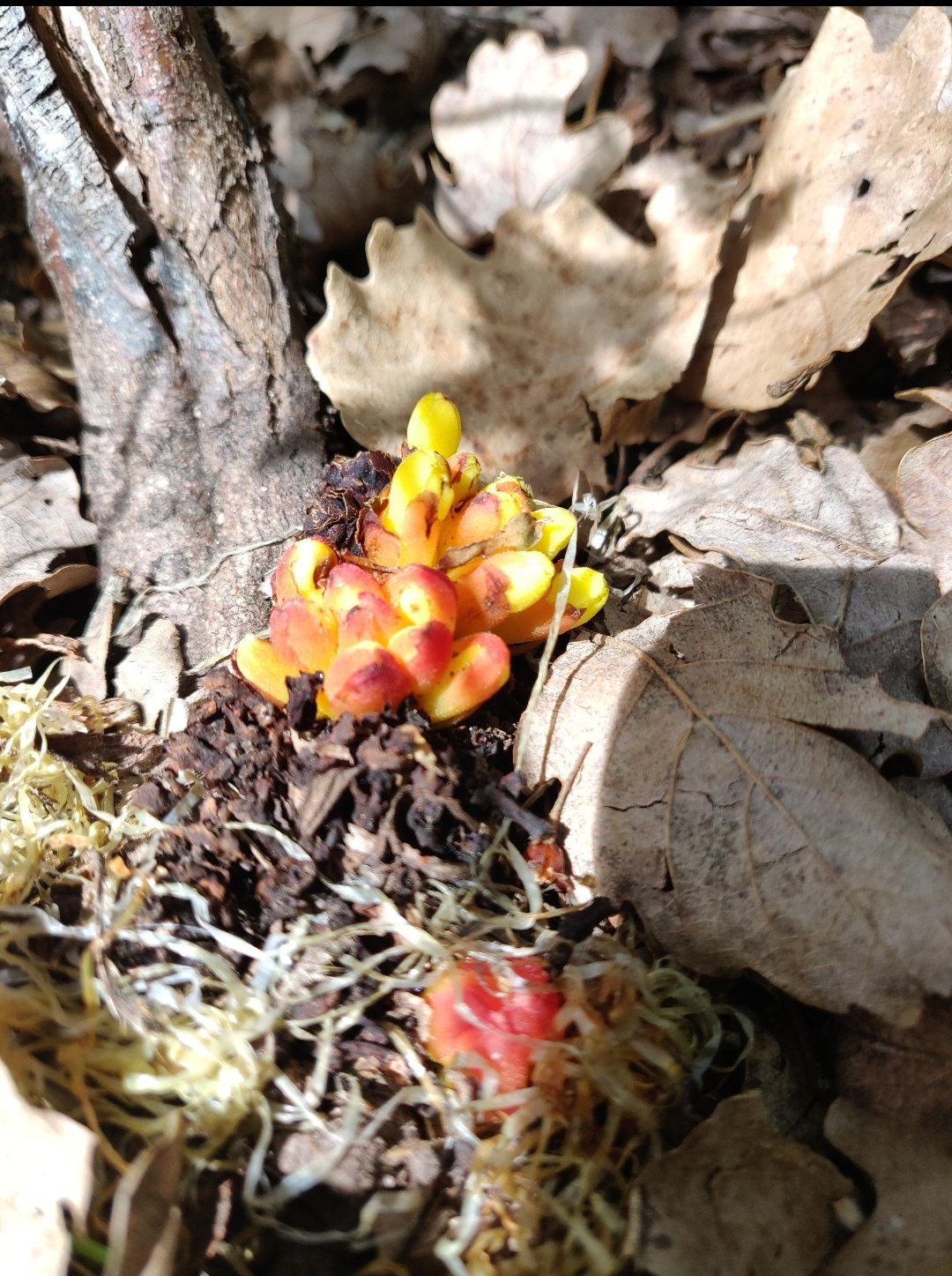 Annexe Screenshot_20200506-160724__01.jpg