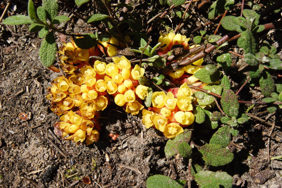 Annexe Cytinet sur ciste à feuille de Sauge.jpg