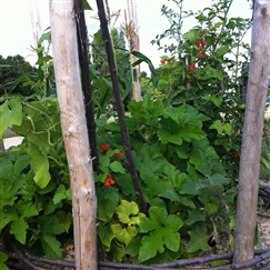 Annexe I-Autre-18314_243x243-les-3-soeurs-technique-ancestrale-de-culture-associee.net.jpg