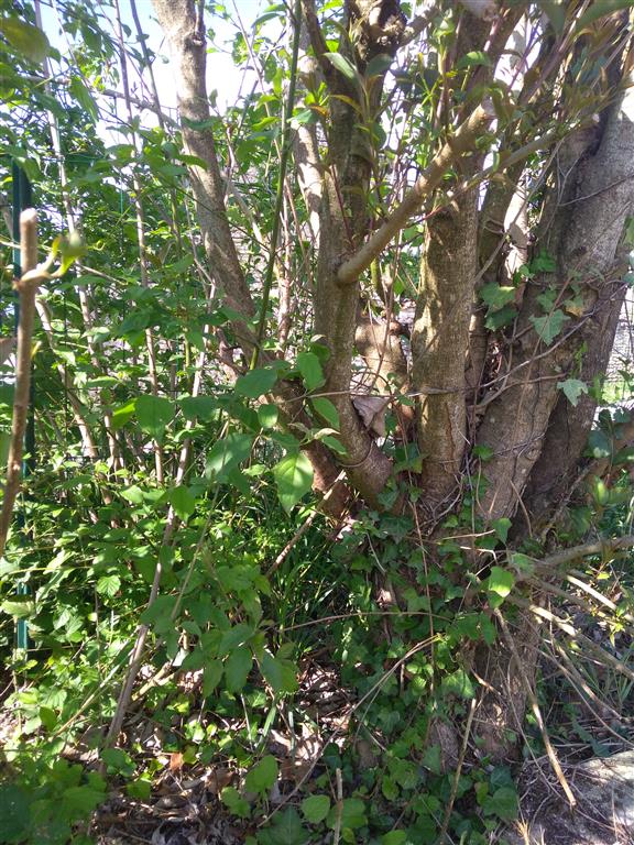 Annexe Clématite et lierre sur troène.jpg