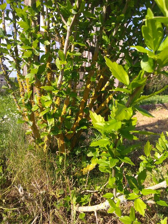 Annexe Lichen sur altéa.jpg