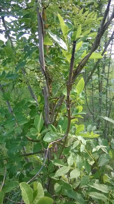 Annexe chevrefeuille des bois.jpg