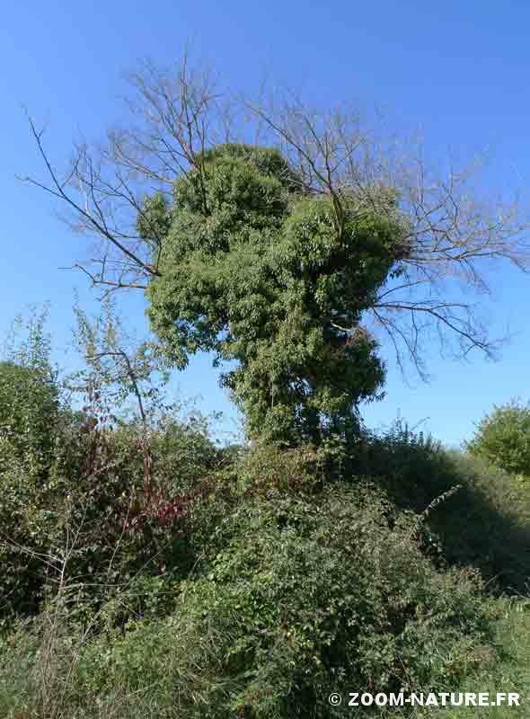 Annexe 52C9A980-20C0-4AEA-9818-08872813CF2B.jpeg