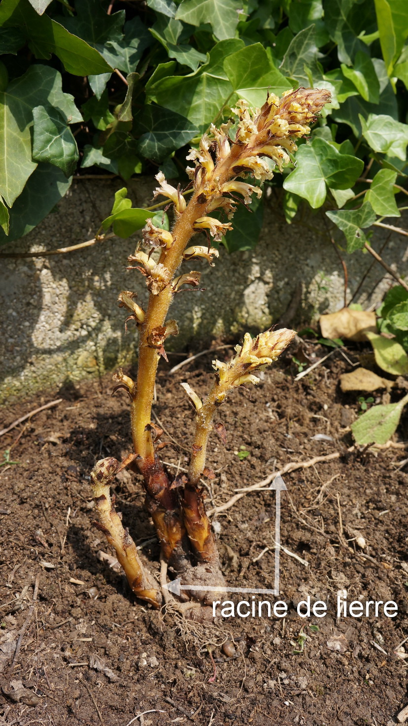 Annexe Orobanche jaune .JPG