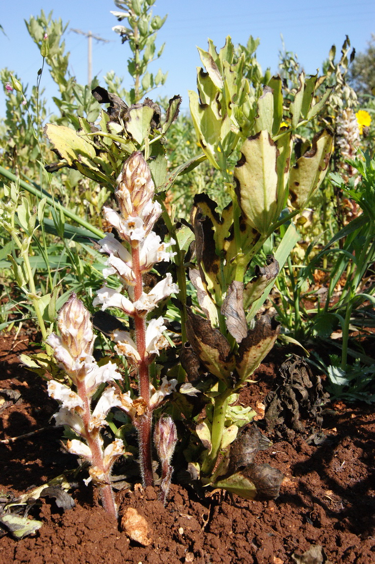 Annexe Orobanche parasitant un pied de fève.jpg