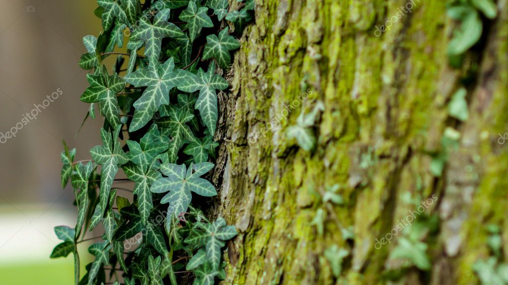 Annexe depositphotos_108758982-stock-photo-ivy-climbing-on-the-oak (1).jpg