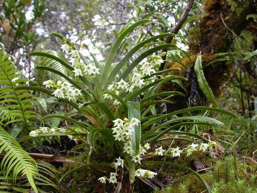 Annexe Orchidée.jpeg