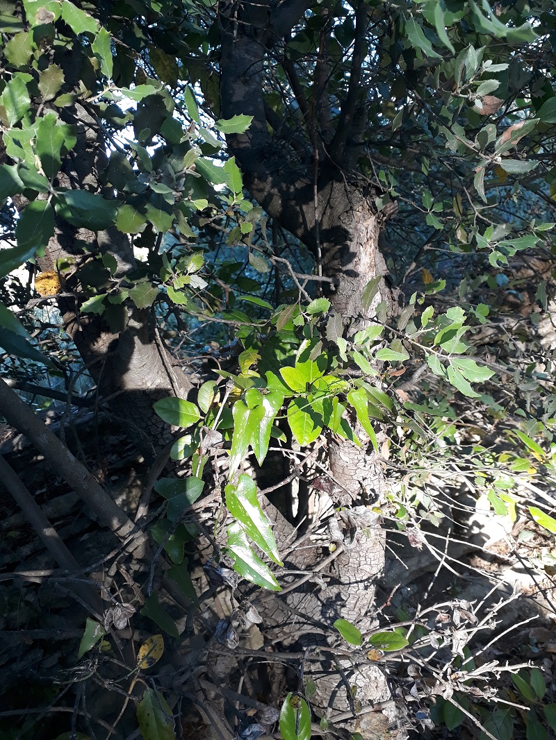 Annexe 20200506_193011.jpg