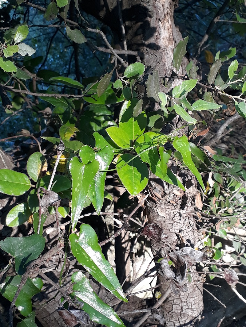 Annexe 20200506_193018.jpg