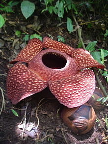 Annexe 220px-Rafflesia_sumatra.jpg