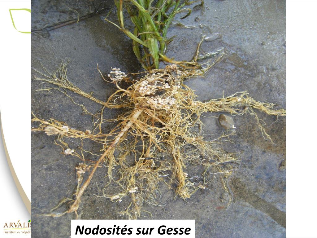 Annexe Nodosités sur Gesse.jpg