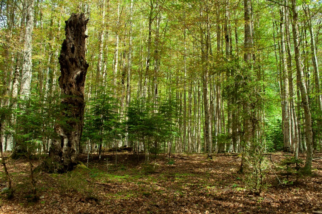 Annexe Espagne - Arbres Ordesa (01)-2.jpg