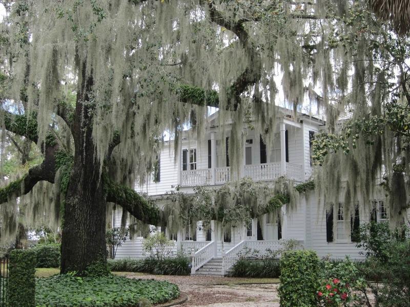 Annexe mousse-espagnole-L-Xz1hA1.jpeg