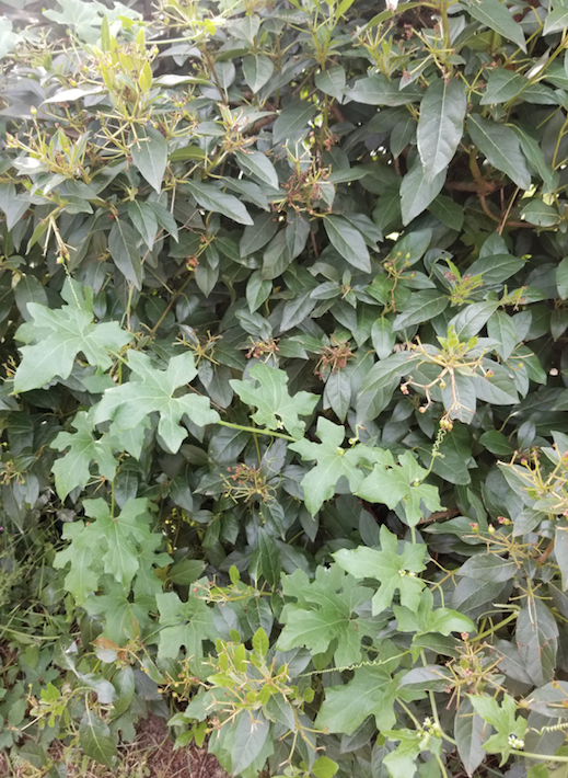 Annexe Sans titre.png