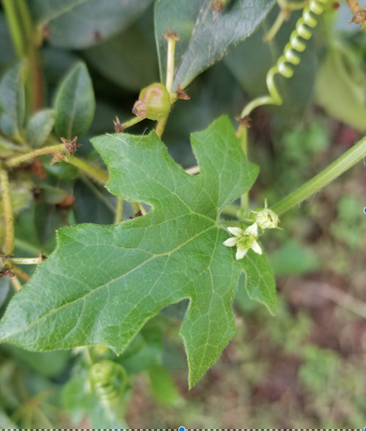 Annexe Sans titre2.png