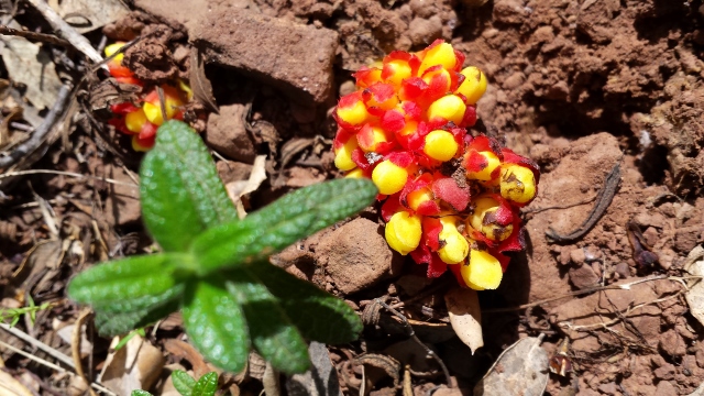 Annexe 20160423_154632 (640x360) cytinet et ciste.jpg