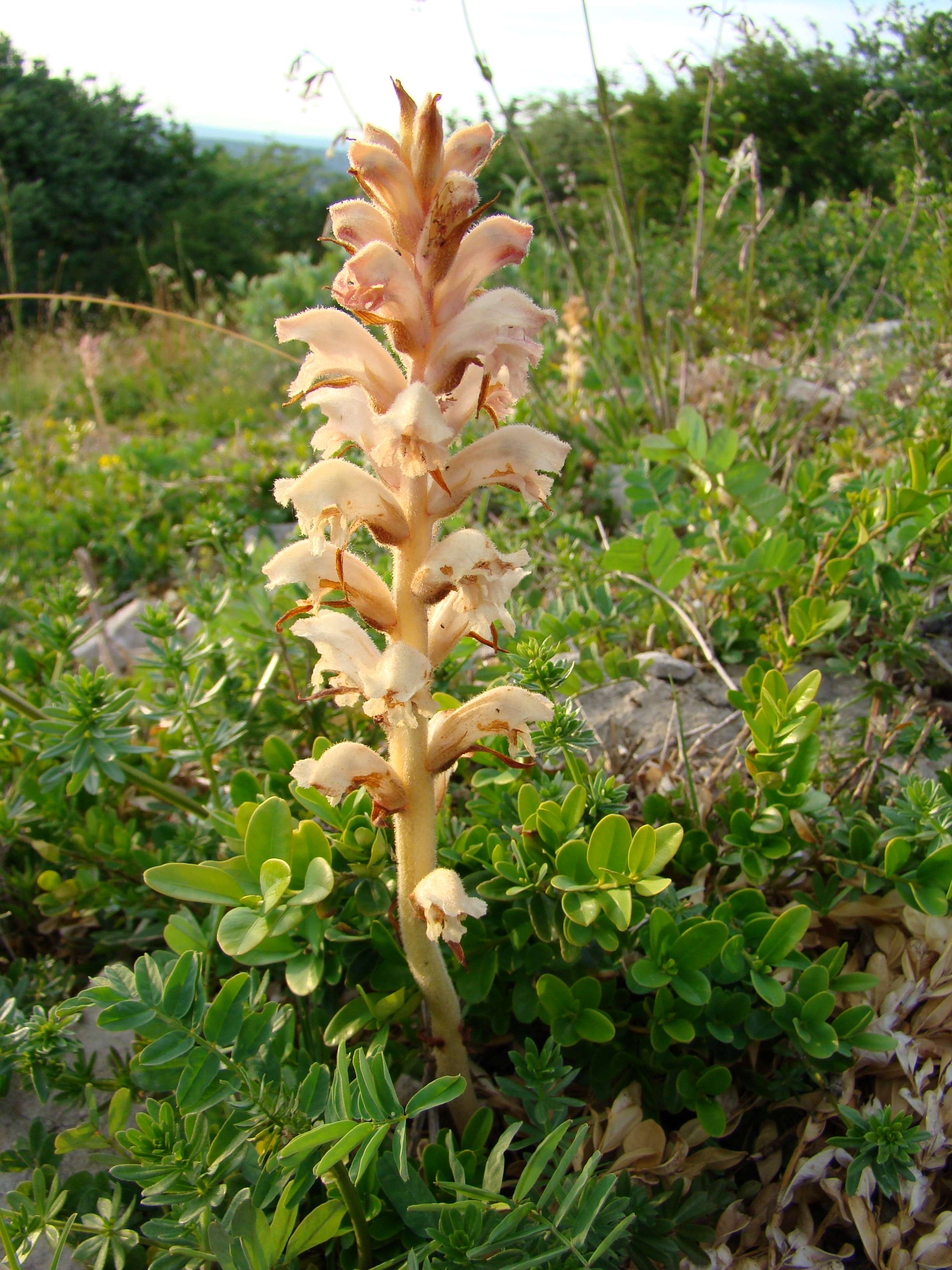 Orobanche caryophyllacea