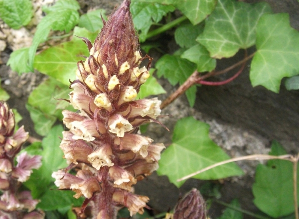 Orobanche du lierre