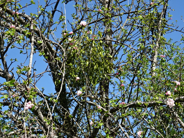 gui pommier  sauvage