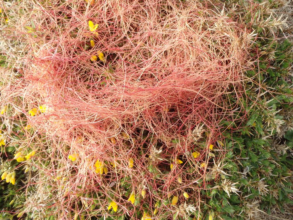 Filaments blanc-rosés de cuscute couvrant le genet qui est parasité