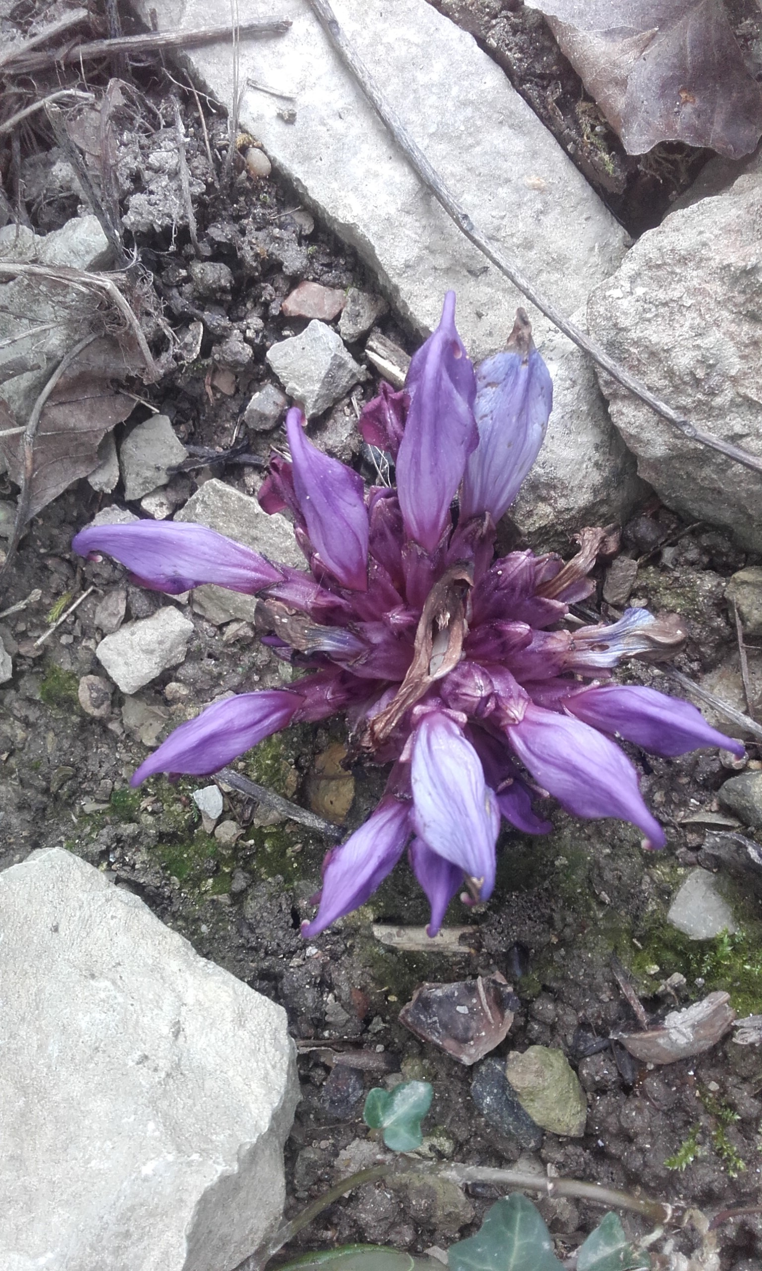 lathraea clandestina