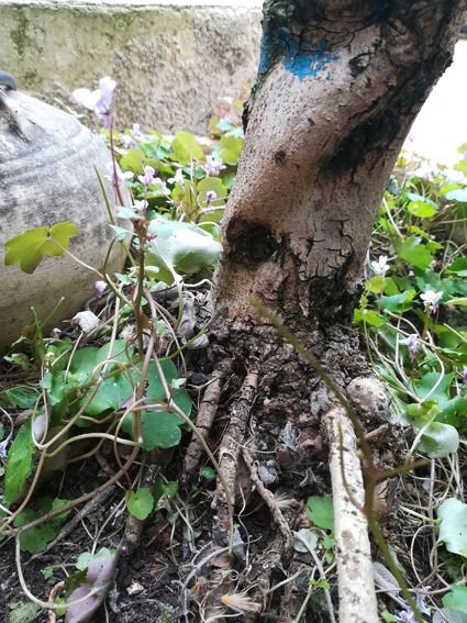 olivier et cymbalaire