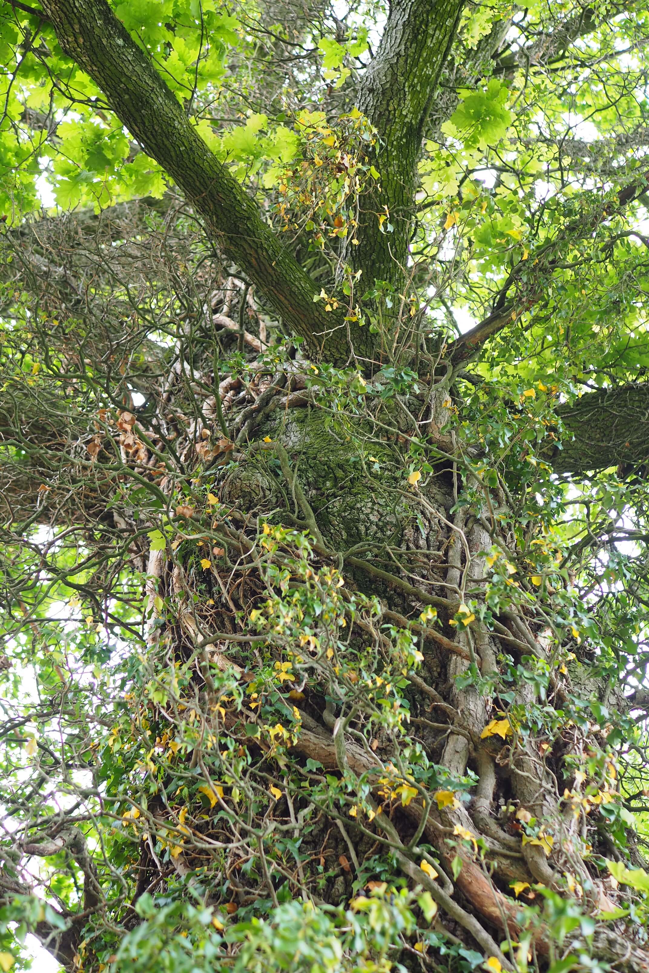 lierre sur chêne