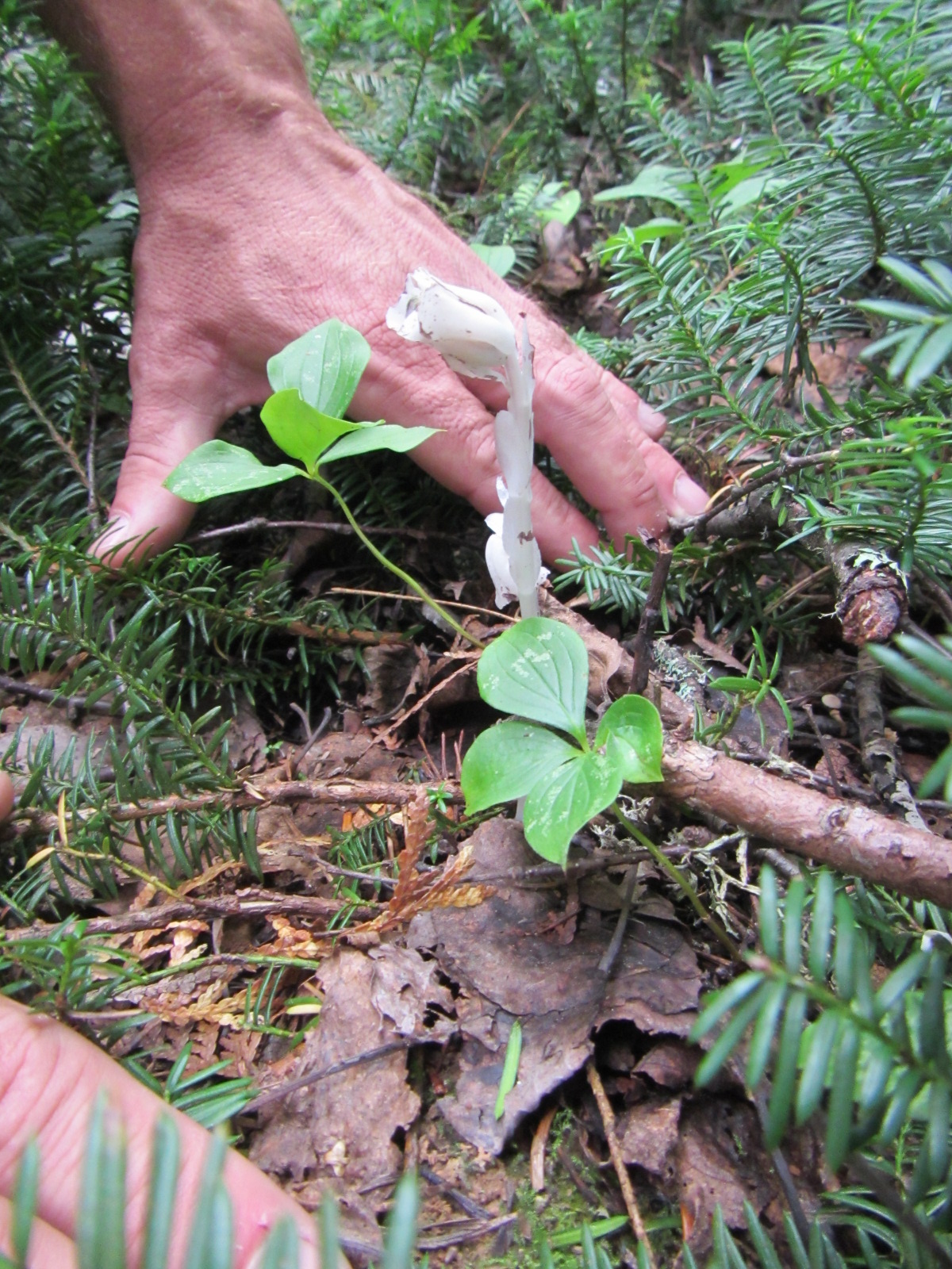 Monotropa uniflora (1).JPG