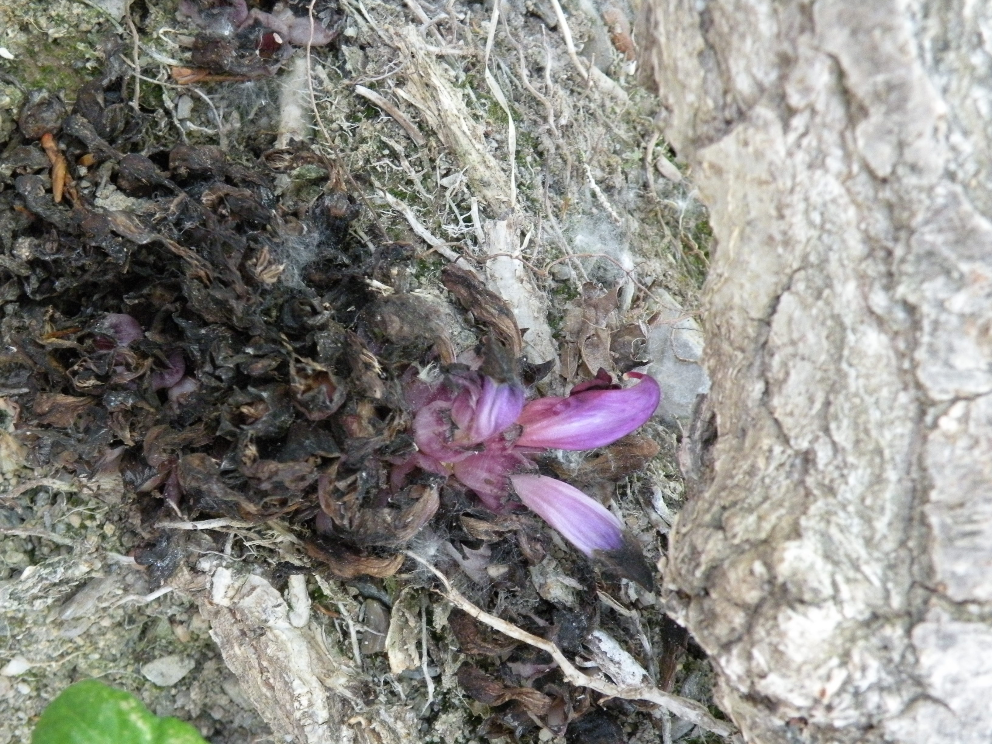 lathrée clandestine