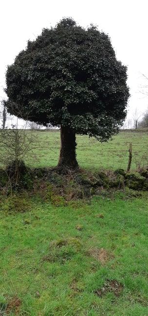 arbre surprenant