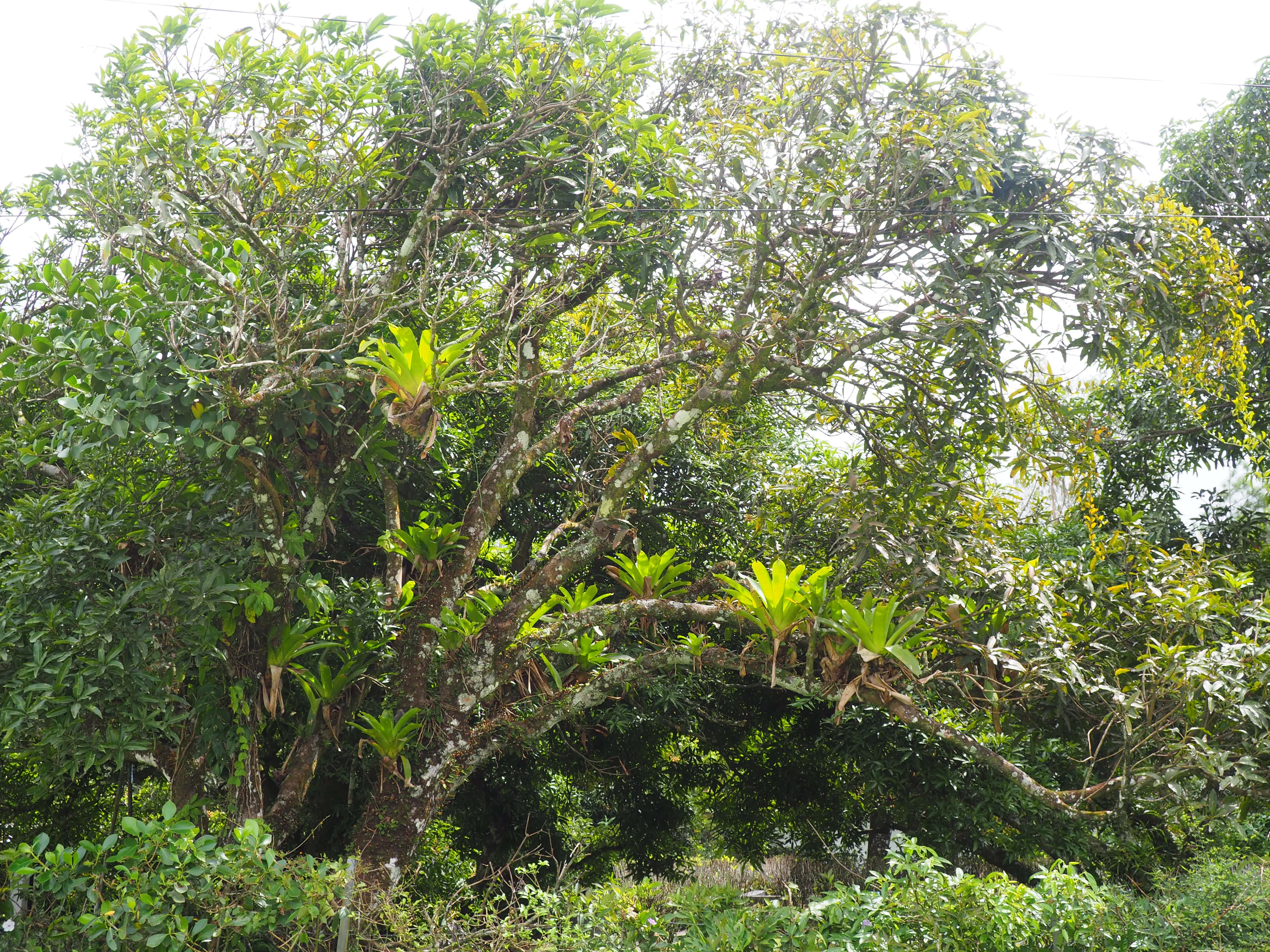 relation épiphyte avec de nombreuses orchidées et broméliaceae . Photo du Panama