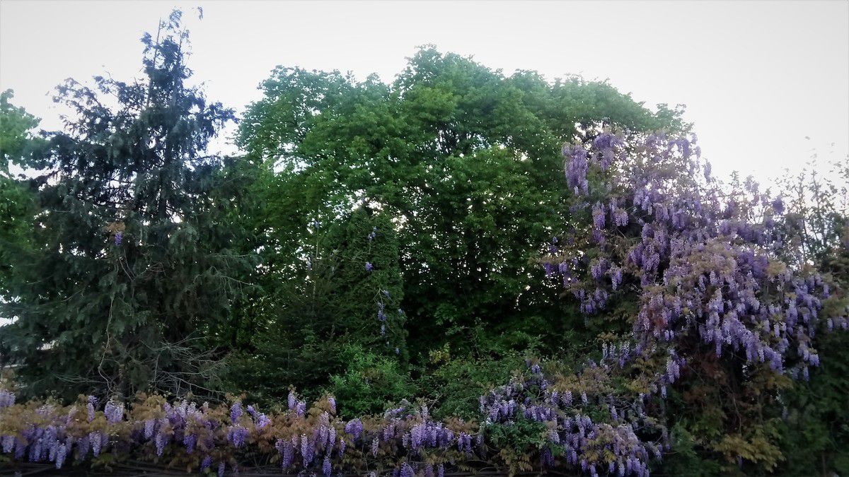 Une glycine à la conquête des arbes